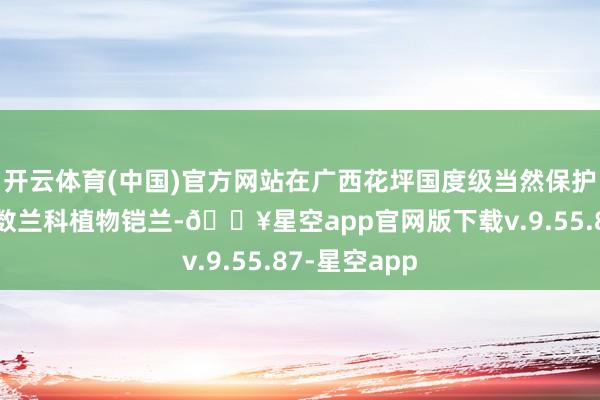 开云体育(中国)官方网站在广西花坪国度级当然保护区发现的有数兰科植物铠兰-🔥星空app官网版下载v.9.55.87-星空app